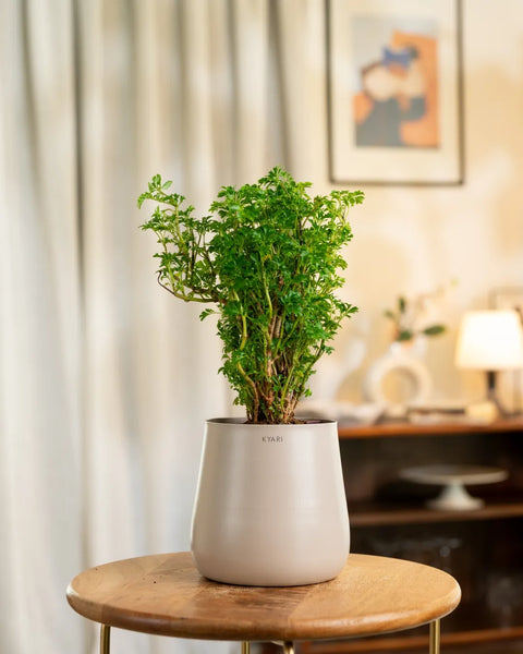 Aralia Green Plant with Aura Planter - BYOB