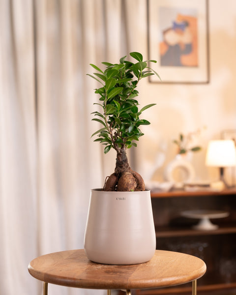 Lucky Bonsai Plant with Aura Planter