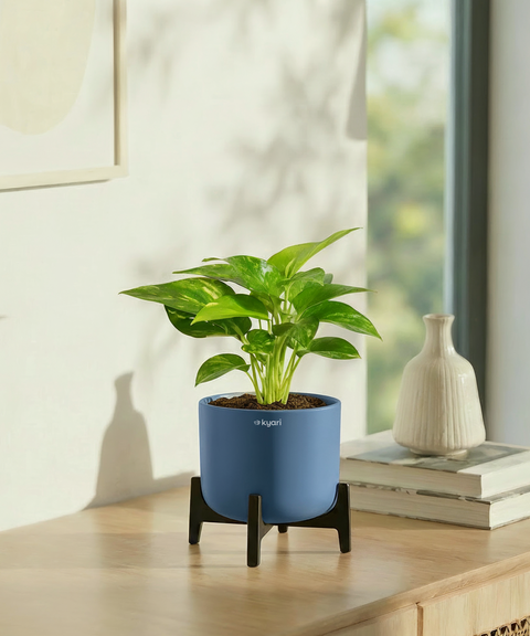 Money Varigated Plant with Aira Pot