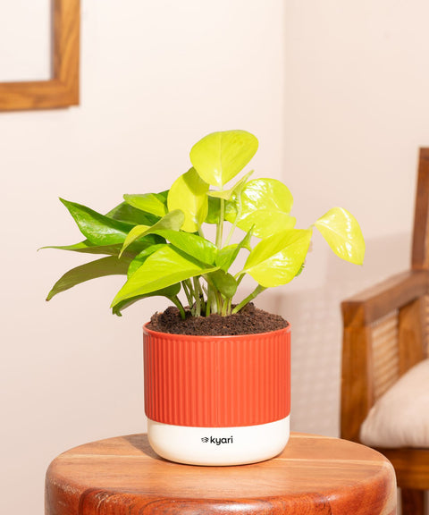 Golden Money Plant With Small Self Watering Pot