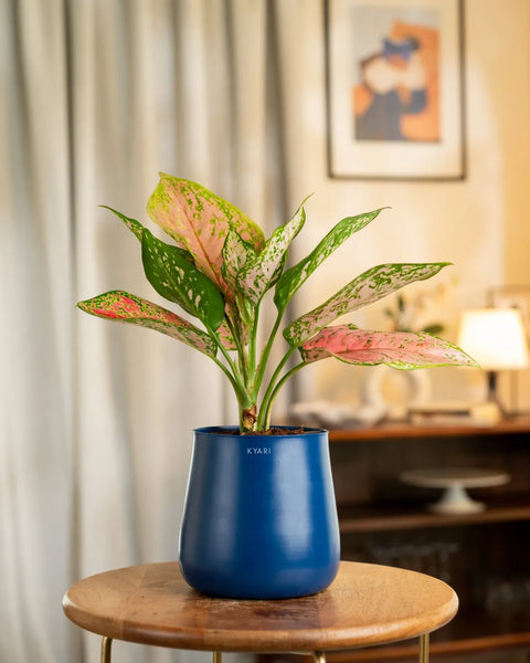 Aglaonema Pink Valentine Plant with Aura Planter