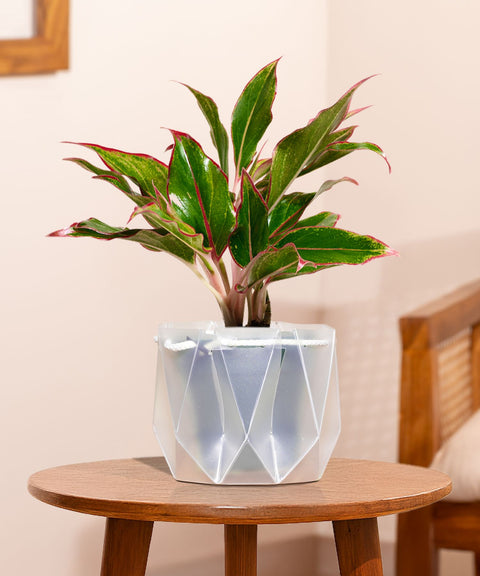Aglaonema Lipstick Plant With Small Self Watering Pot