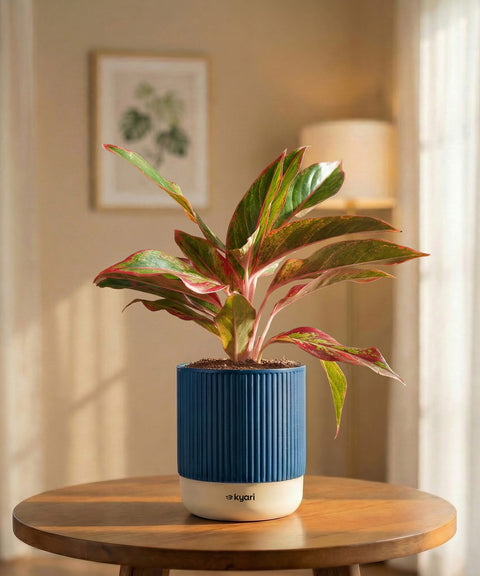 Aglaonema Lipstick Plant with Medium Self Watering Pot
