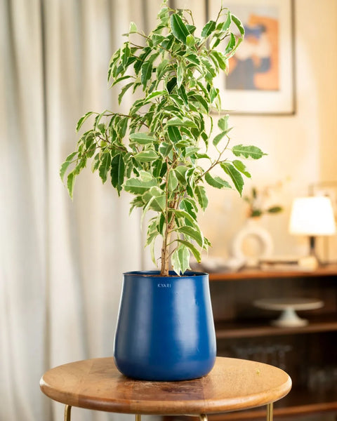 Ficus Safari Plant with Aura Planter