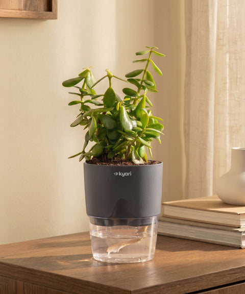 Lucky Jade Plant With Self Watering Pot