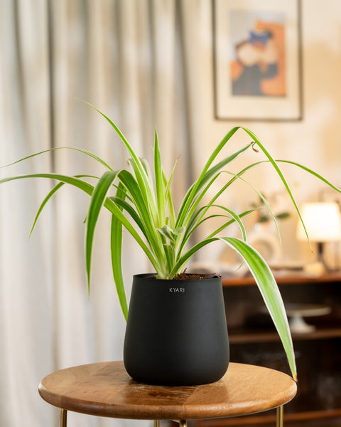 Spider Plant with Aura Planter