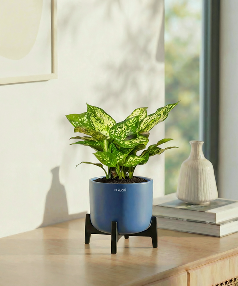 Snow White Plant with Aira Pot