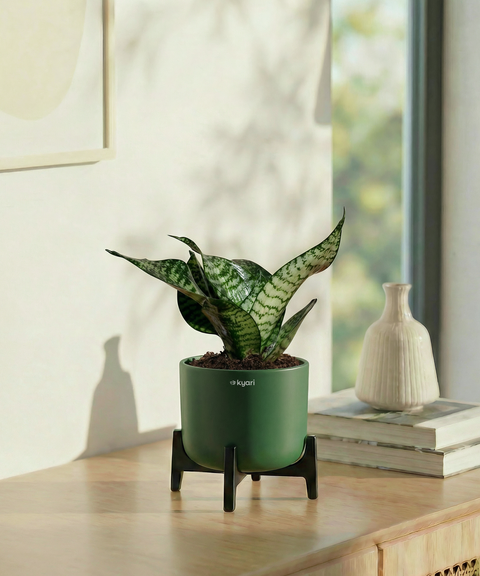 Green Snake Plant with Aira Pot