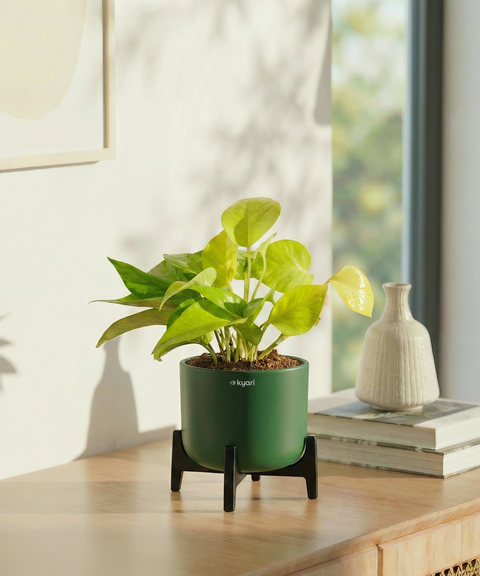 Golden Money Plant with Aira Pot