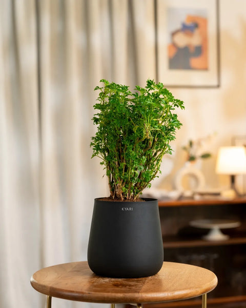 Aralia Green Plant with Aura Planter