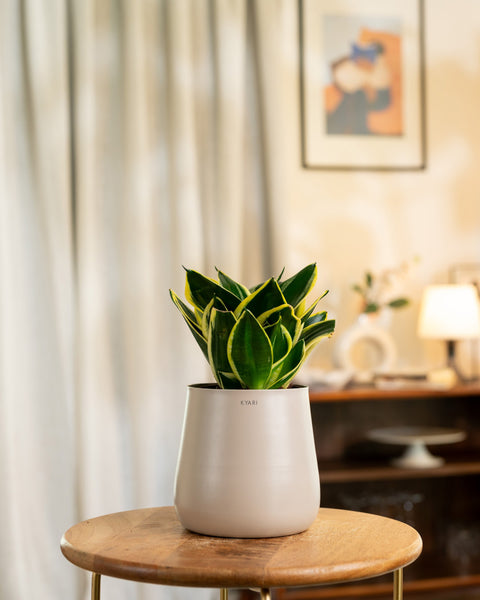 Golden Hahnii Snake Plant with Aura Planter