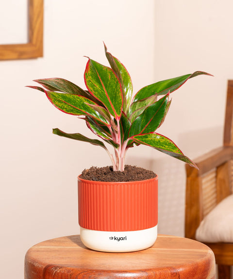 Aglaonema Lipstick Plant With Self Watering Pot