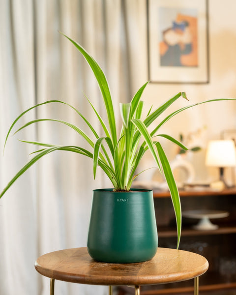 Spider Plant With Self Watering Pot