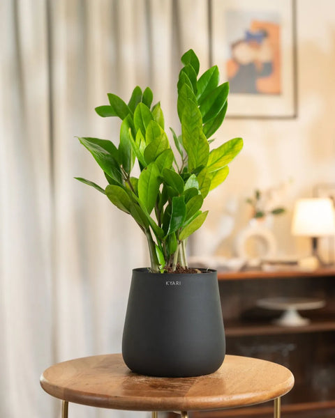 Zamia Green - ZZ Plant with Aura Planter