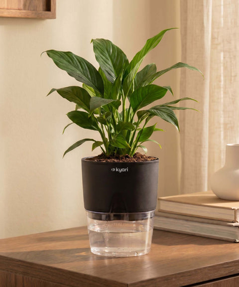 Peace Lily Plant With Self Watering Pot