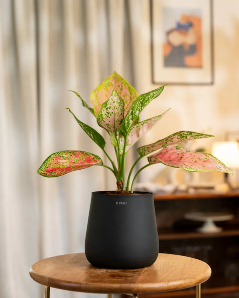 Aglaonema Pink Valentine Plant with Aura Planter