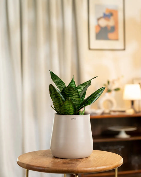 Green Snake Plant with Aura Planter - BYOB