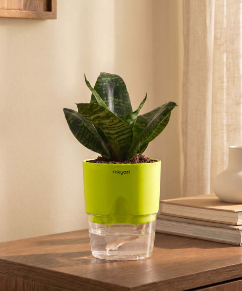 Green Snake Plant With Self Watering Pot