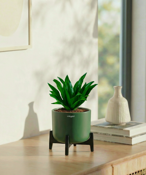 Dracaena Compacta Plant with Aira Pot