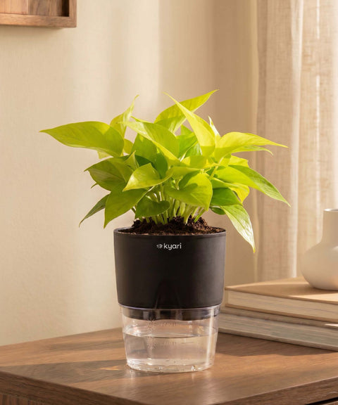 Golden Money Plant With Self Watering Pot