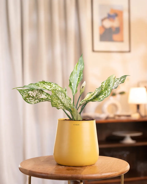 Aglaonema Snow White Plant with Aura Planter