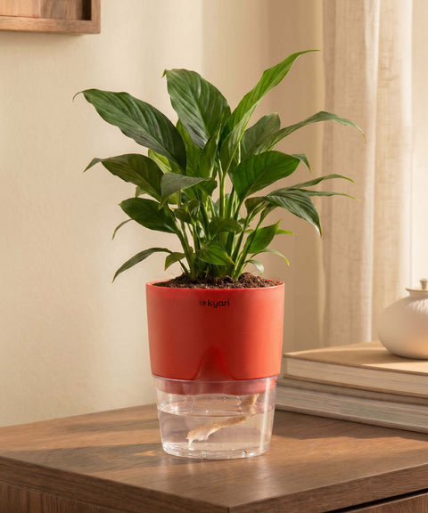 Peace Lily Plant With Self Watering Pot