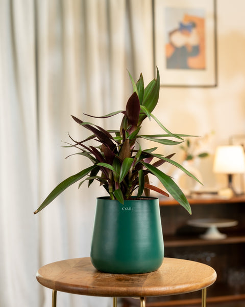 Oyster Plant with Aura Planter