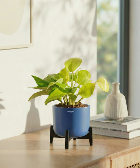 Golden Money Plant with Aira Pot