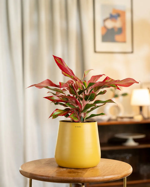 Aglaonema Lipstick Plant with Self Watering Planter
