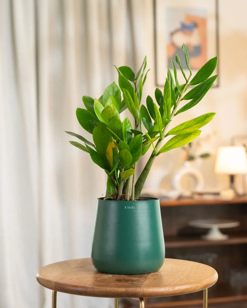 Zamia Green - ZZ Plant