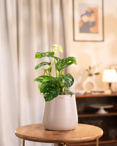 Philodendron Broken Heart Plant with Aura Planter - BYOB