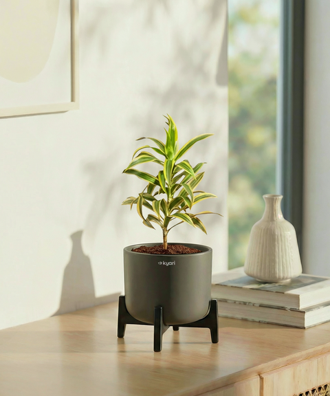 indie plant pots Song of India Plant with Aira Pot