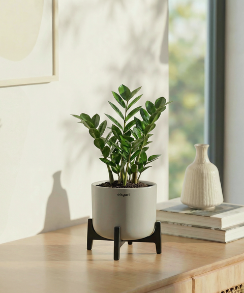 ZZ Plant with Aira Pot