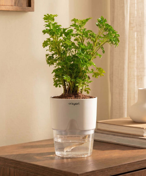 Aralia Green Plant With Self Watering Pot