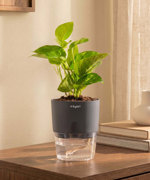 Money Variegated Plant With Self Watering Pot