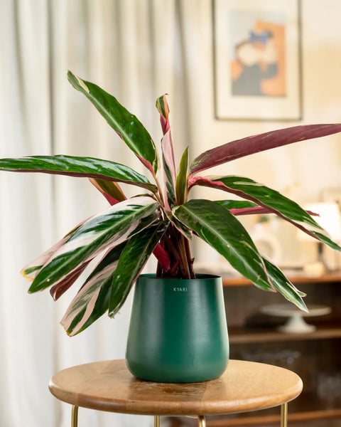 Calathea Triostar Plant with Aura Planter