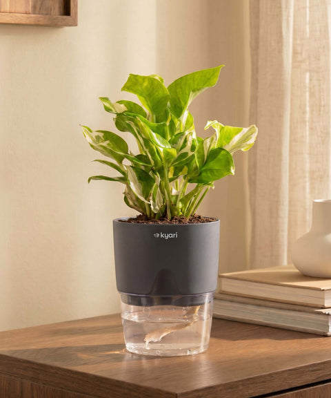 Money N'Joy Plant With Self Watering Pot