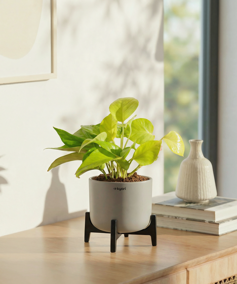 Golden Money Plant in Aira Self Watering Pot (Stand included)