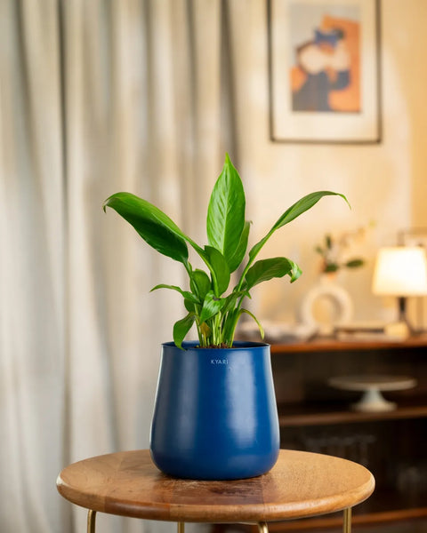 Peace Lily Plant with Aura Planter