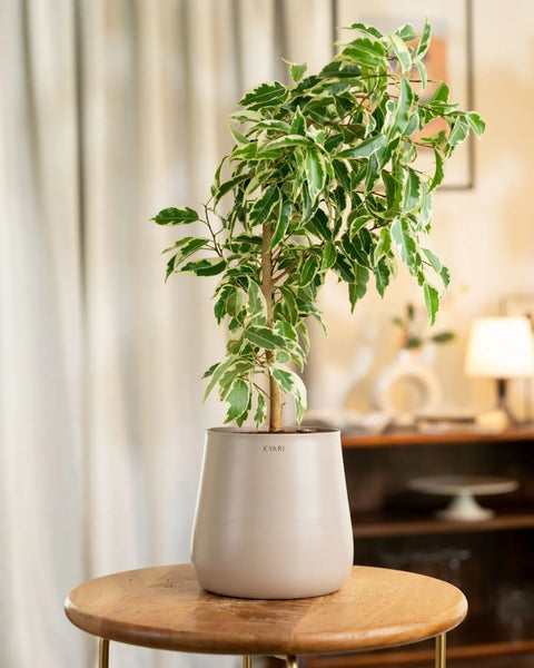 Ficus Safari Plant with Aura Planter