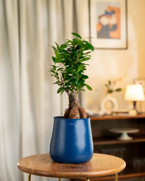 Lucky Bonsai Plant with Aura Planter