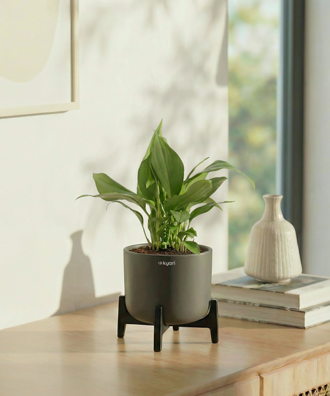 Peace Lilly Plant with Aira Pot