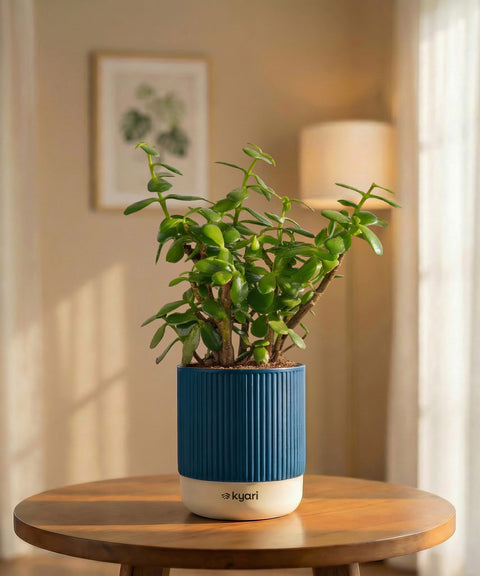 Lucky Jade Plant with Medium Self Watering Pot