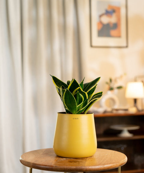 Golden Hahnii Snake Plant With Self Watering Pot