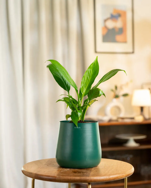 peace lily indoor pot Peace Lily Plant with Medium Self Watering Pot – Kyari.co