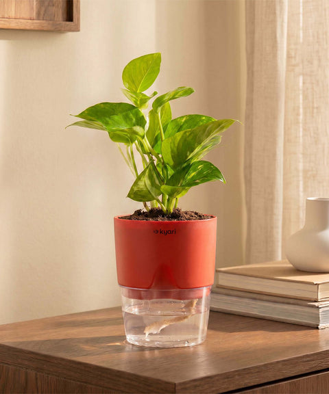 Money Variegated Plant With Self Watering Pot