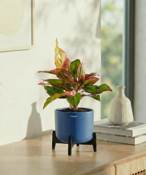 Aglaonema Lipstick Plant with Aira Pot