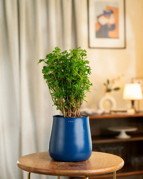 Aralia Green Plant with Aura Planter