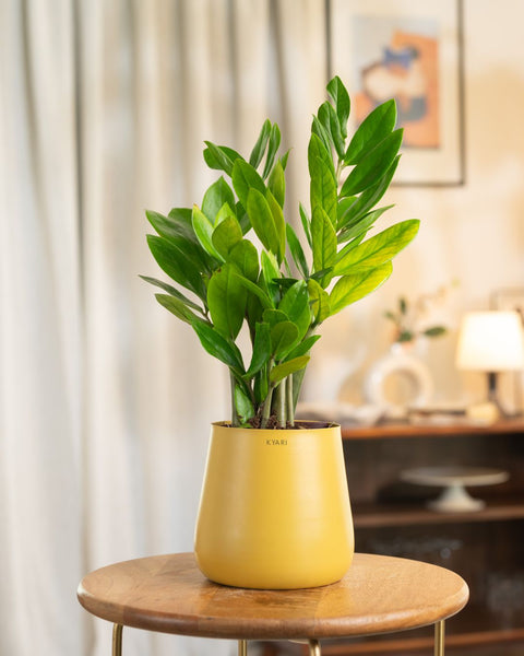 Zamia Green - ZZ Plant with Aura Planter