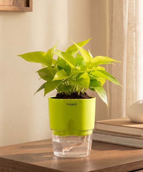 Golden Money Plant With Self Watering Pot